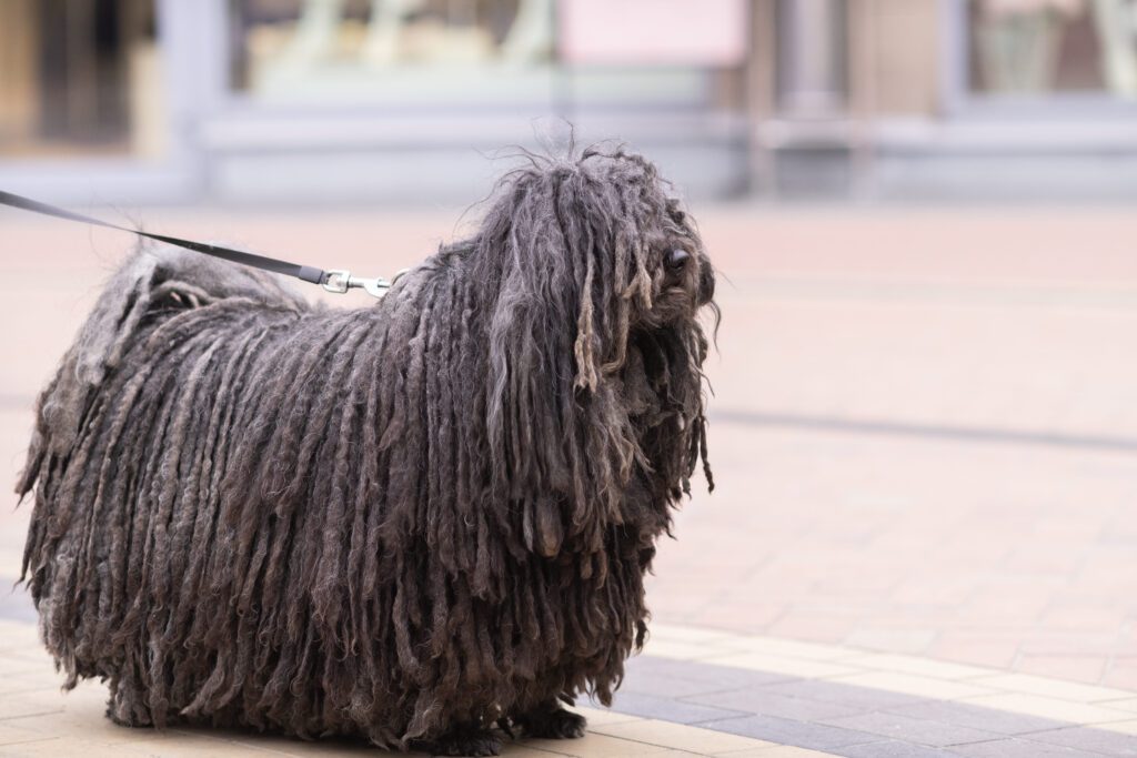 Komondor Standing On A Leash In A City Street