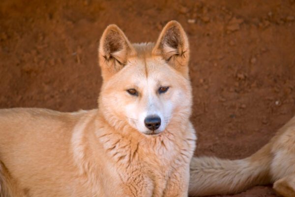 Korean Jindo Close Up Portrait