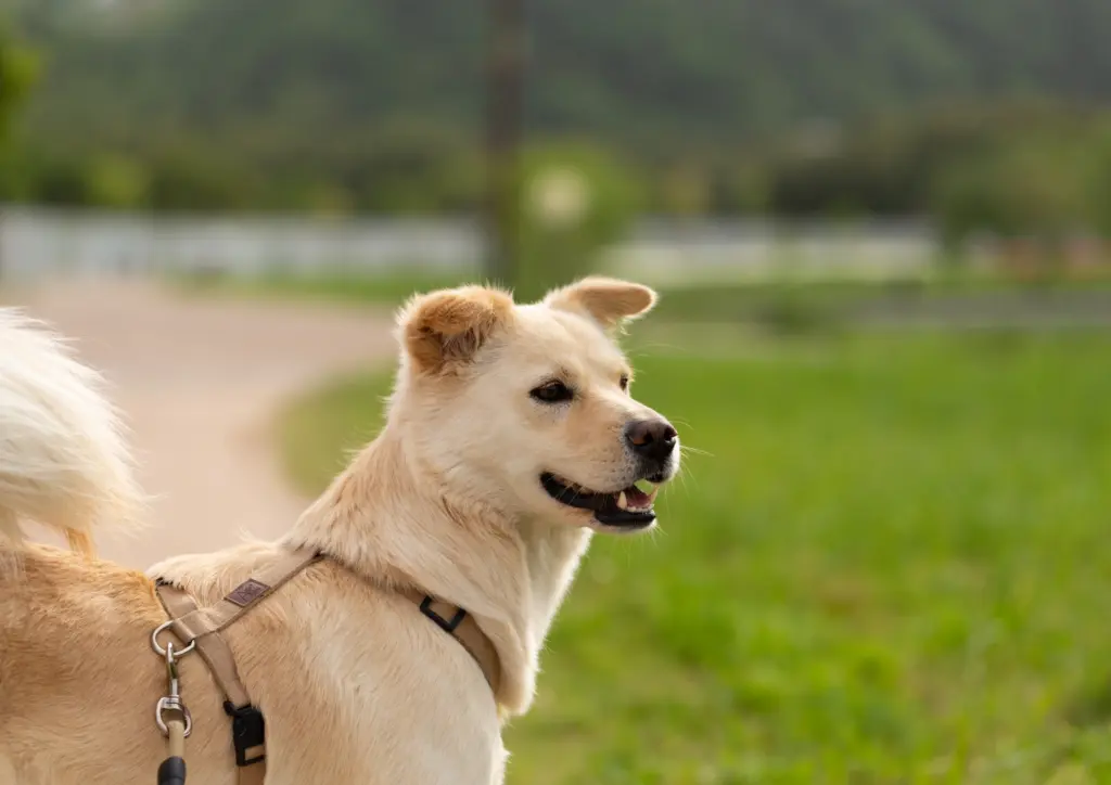 How to Adopt a Korean Jindo