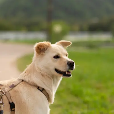 Korean Jindo