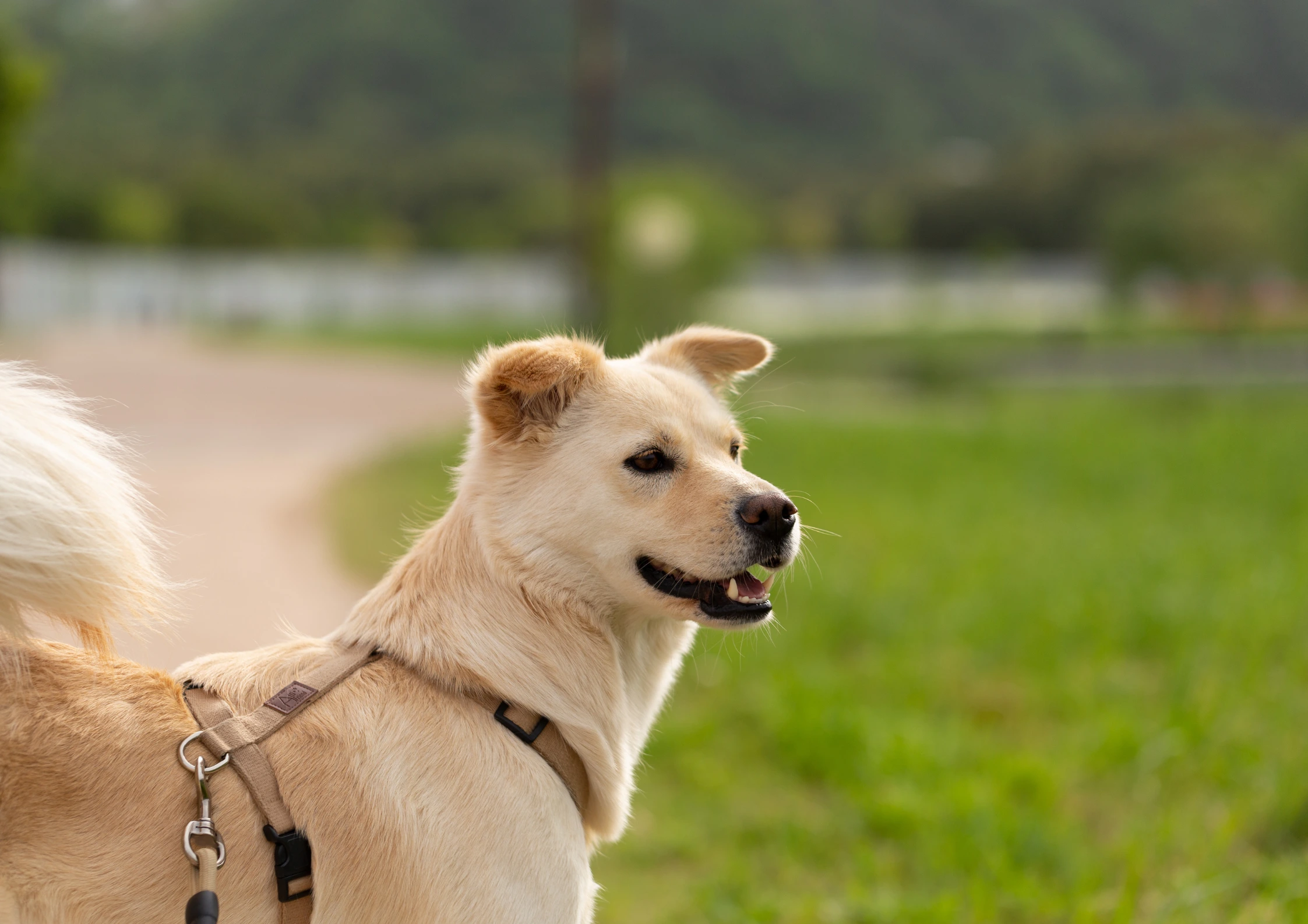 Korean Jindo Adoption Guide