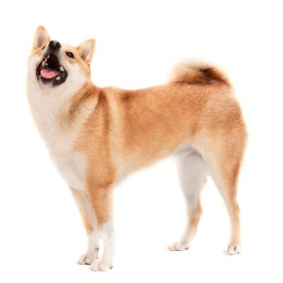 Korean Jindo