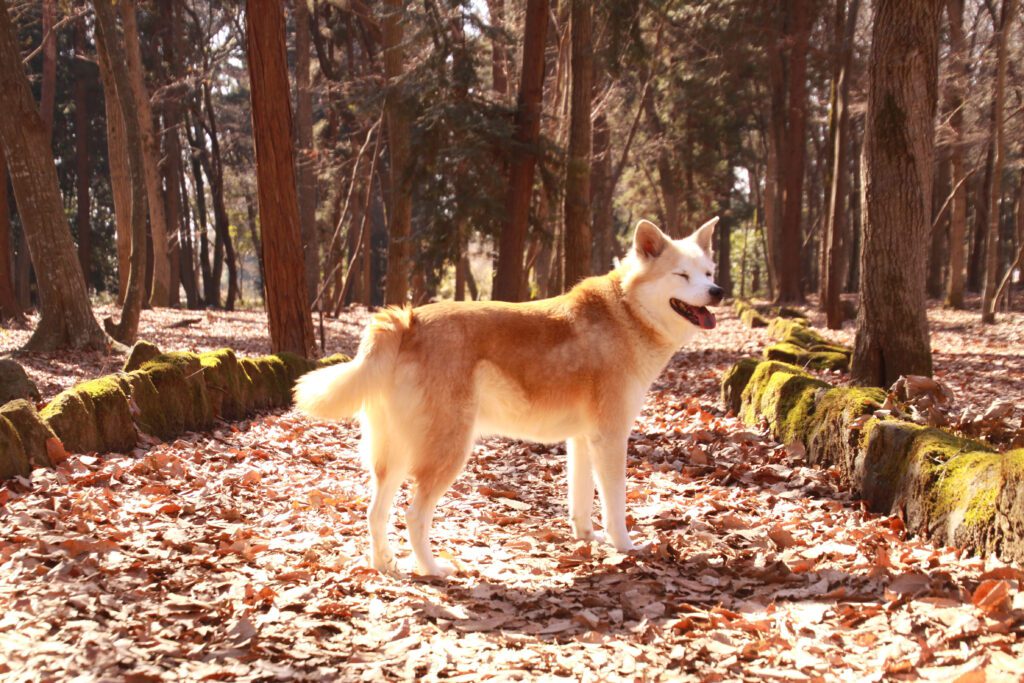 Korean Jindo Standing In A Forest With Autumn Leaves