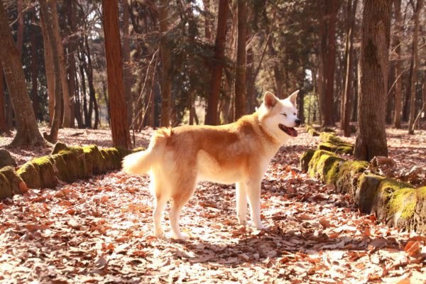 Korean Jindo Standing In A Forest With Autumn Leaves