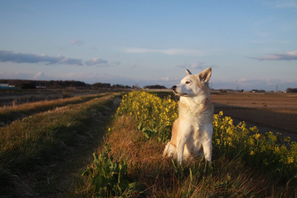 Korean Jindo Standing In A Rural Field At Sunset