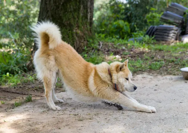 Korean Jindo Stretching On A Dirt Path