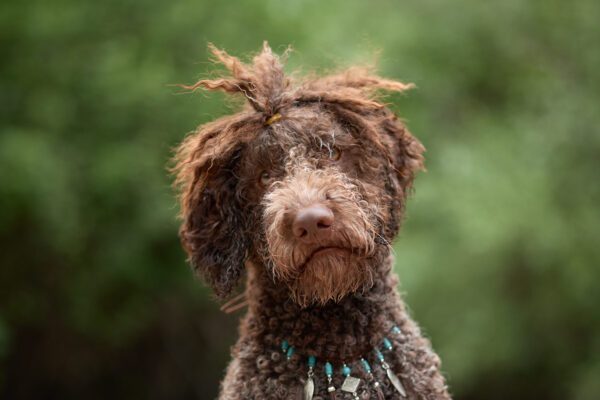 Lagotto Romagnolo Close Up Portrait Outdoors