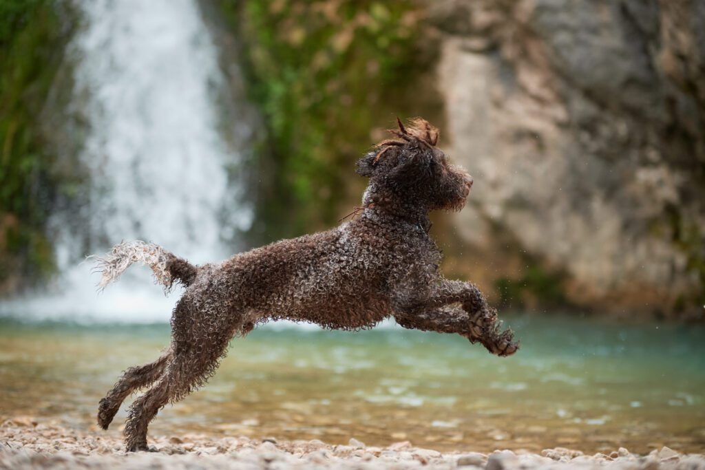 How to Adopt a Lagotto Romagnolo