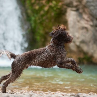 Lagotto Romagnolo