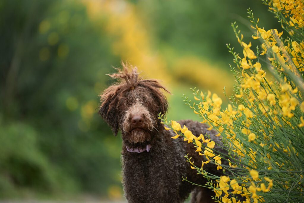 Lagotto Romagnolo Standing Beside Yellow Flowers Outdoors