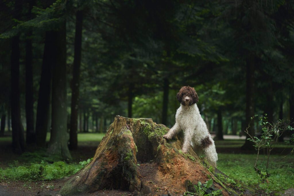 How To Adopt a Lagotto Romagnolo in Hawaii