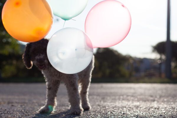 Lagotto Romagnolo Walking With Balloons Attached To Its Leash