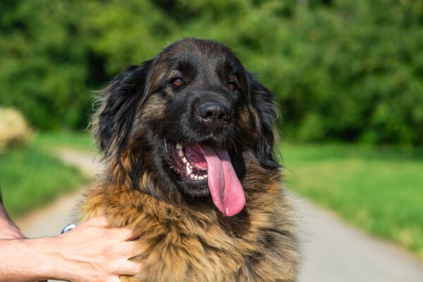 Leonberger Close Up Portrait With Tongue Out