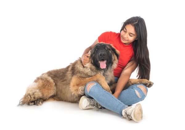 Leonberger Dog Sitting With Its Owner Indoors