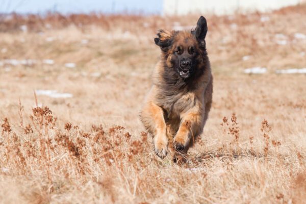 Leonberger Running Across A Dry Grassy Field