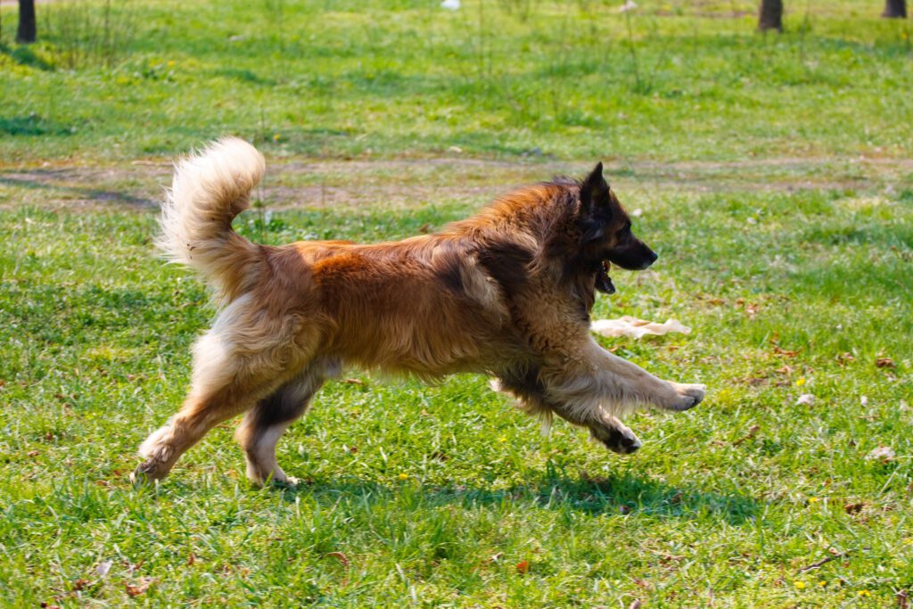 Leonberger Running Across Green Grass