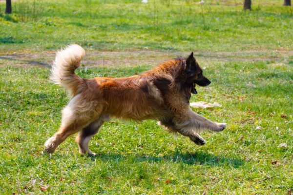 Leonberger Running Across Green Grass