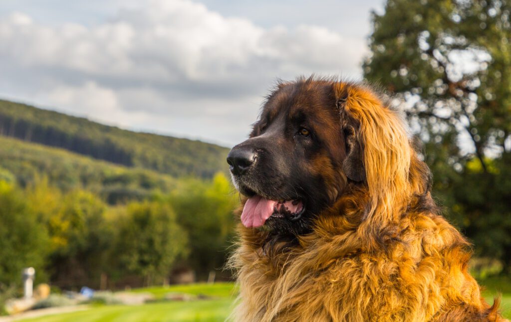 Leonberger Side Profile With Hills In The Background