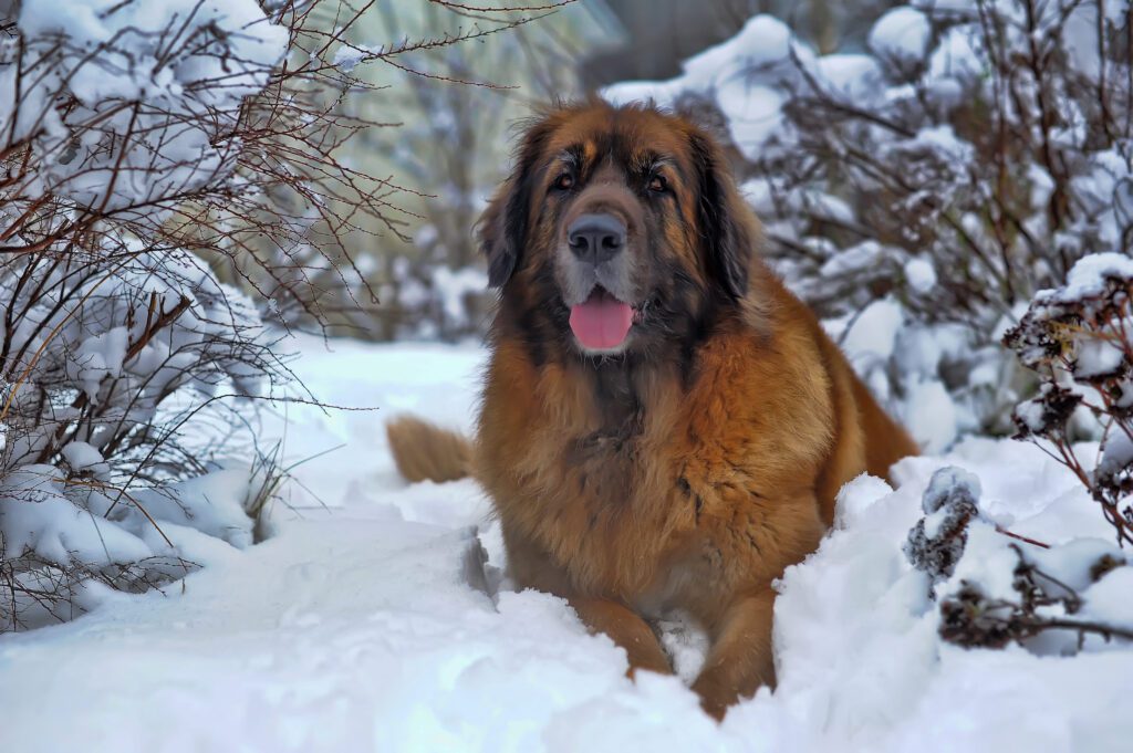 Leonberger Sitting In Snow During Winter
