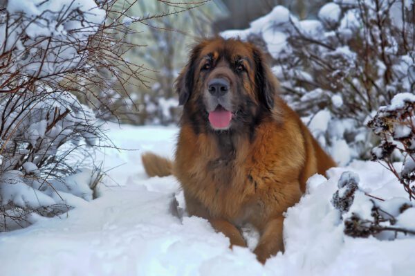 Leonberger Sitting In Snow During Winter
