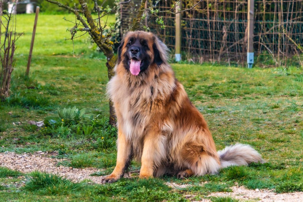 How To Adopt a Leonberger in North Dakota