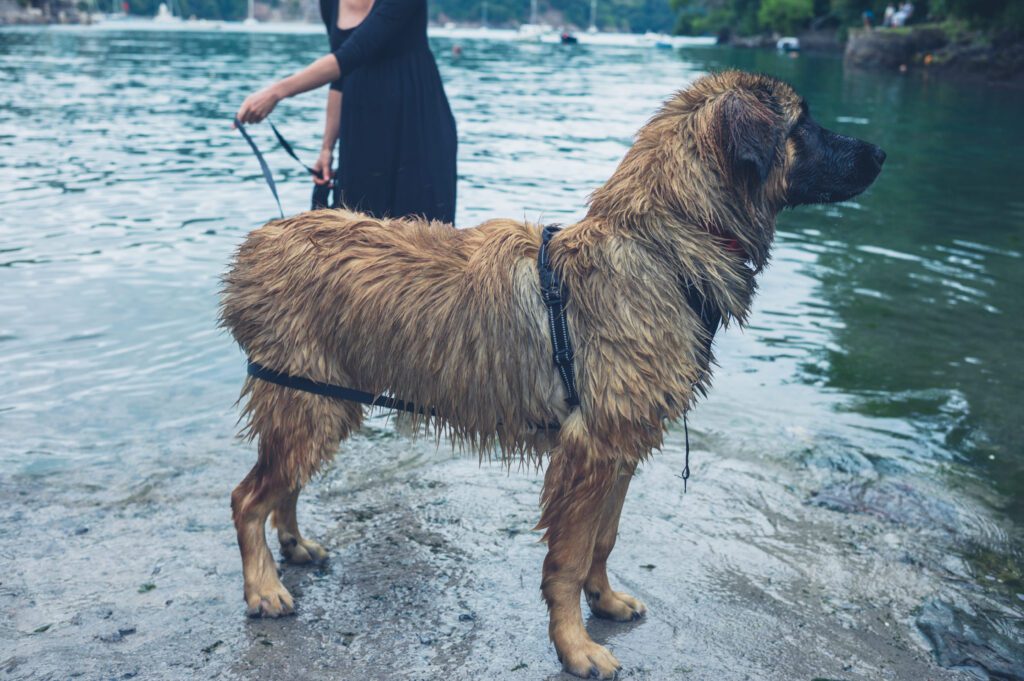 Leonberger Standing In Shallow Water With A Person Nearby