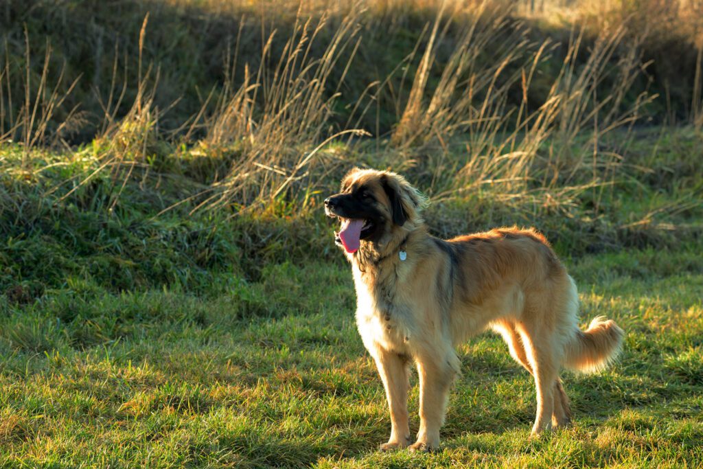 How to Adopt a Leonberger