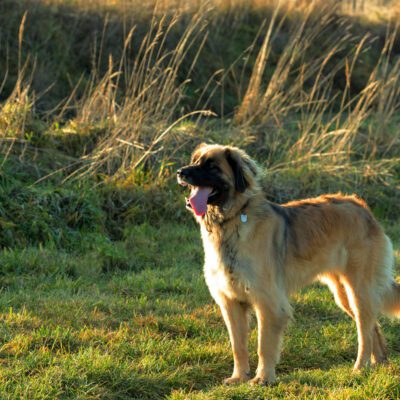 Leonberger