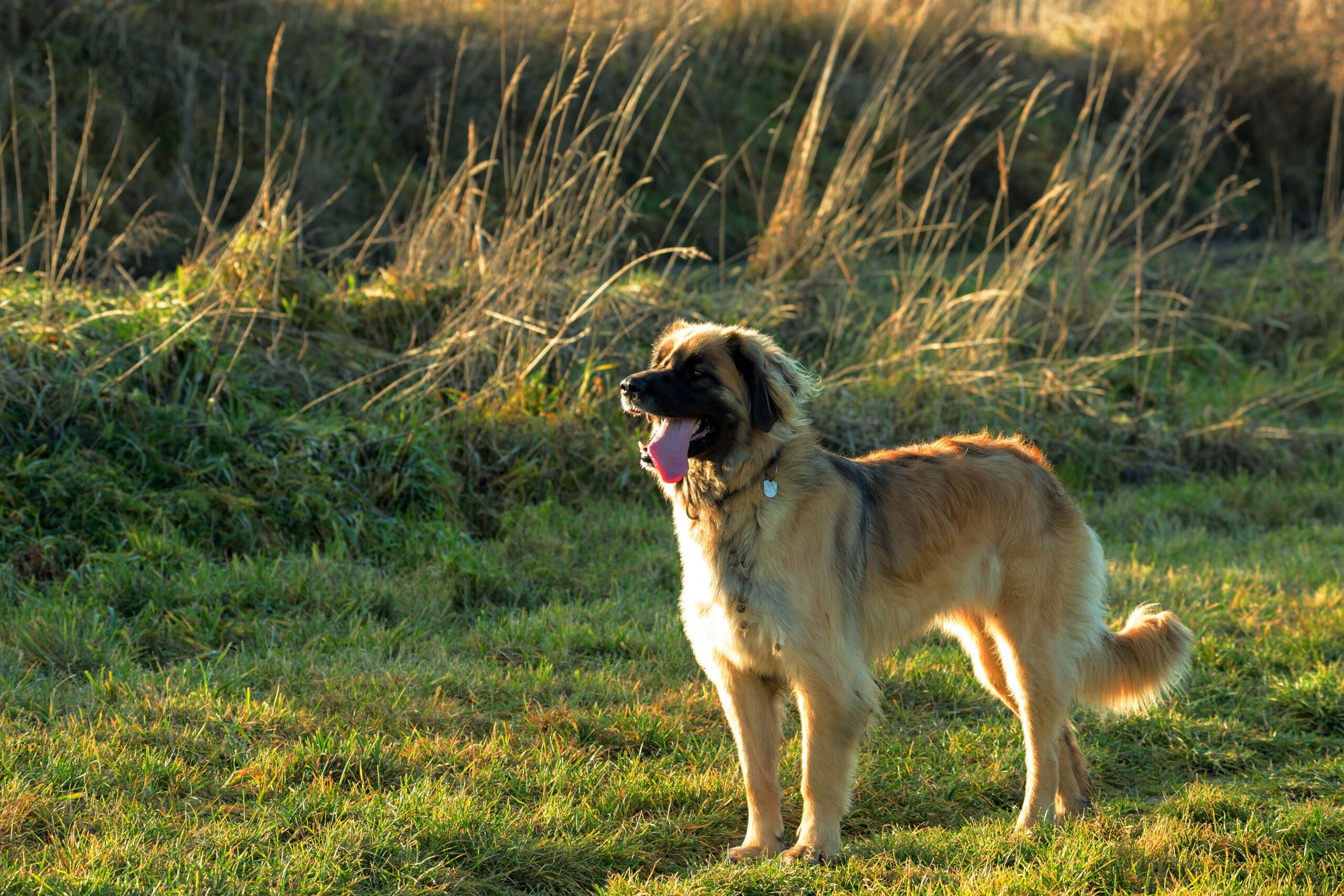 Leonberger Adoption Guide