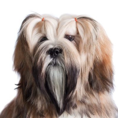 Lhasa Apso