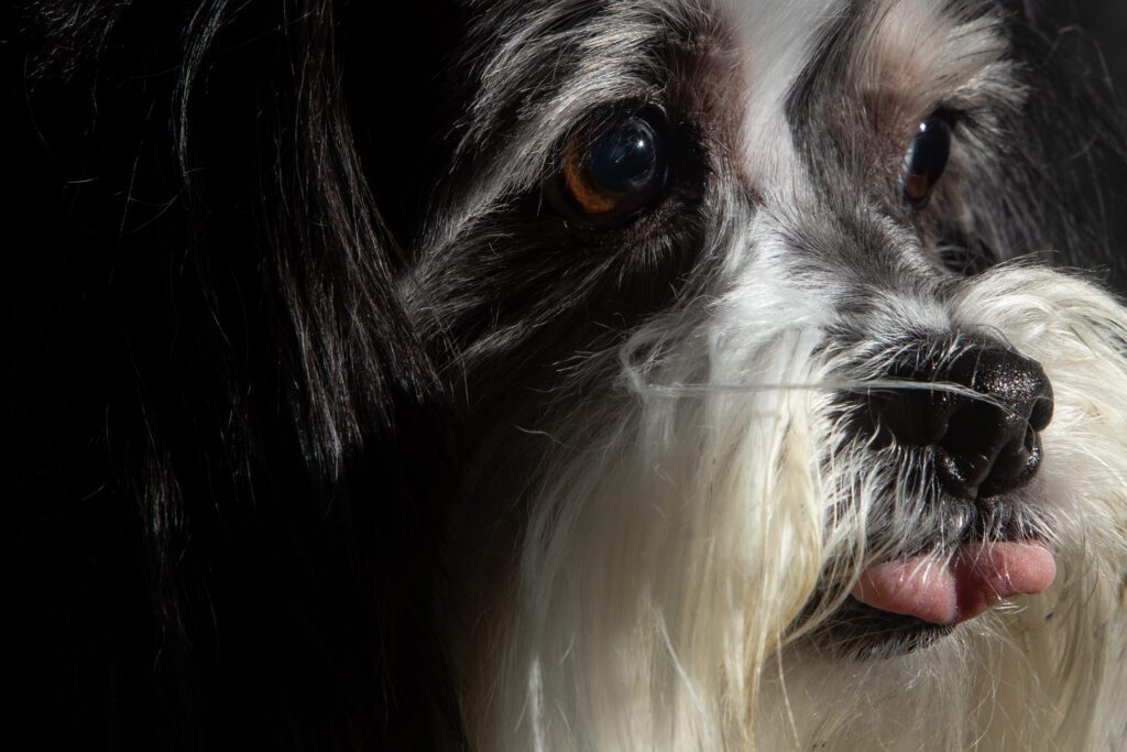 Lhassa Apso Close Up Portrait With Black And White Fur