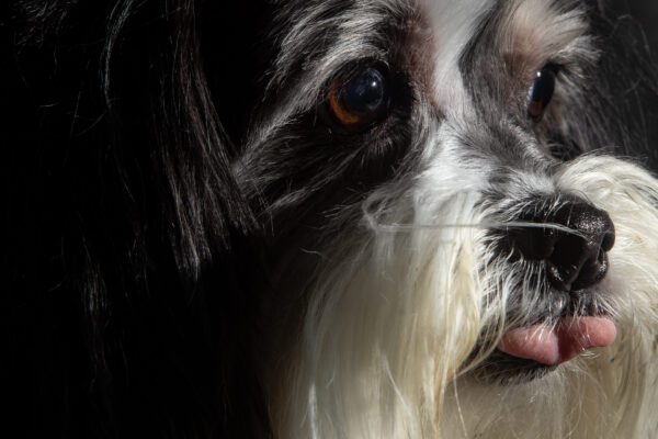 Lhassa Apso Close Up Portrait With Black And White Fur