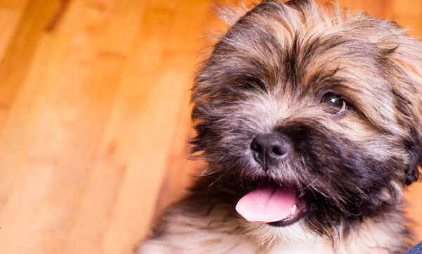 Lhassa Apso Close Up Portrait With Tongue Out
