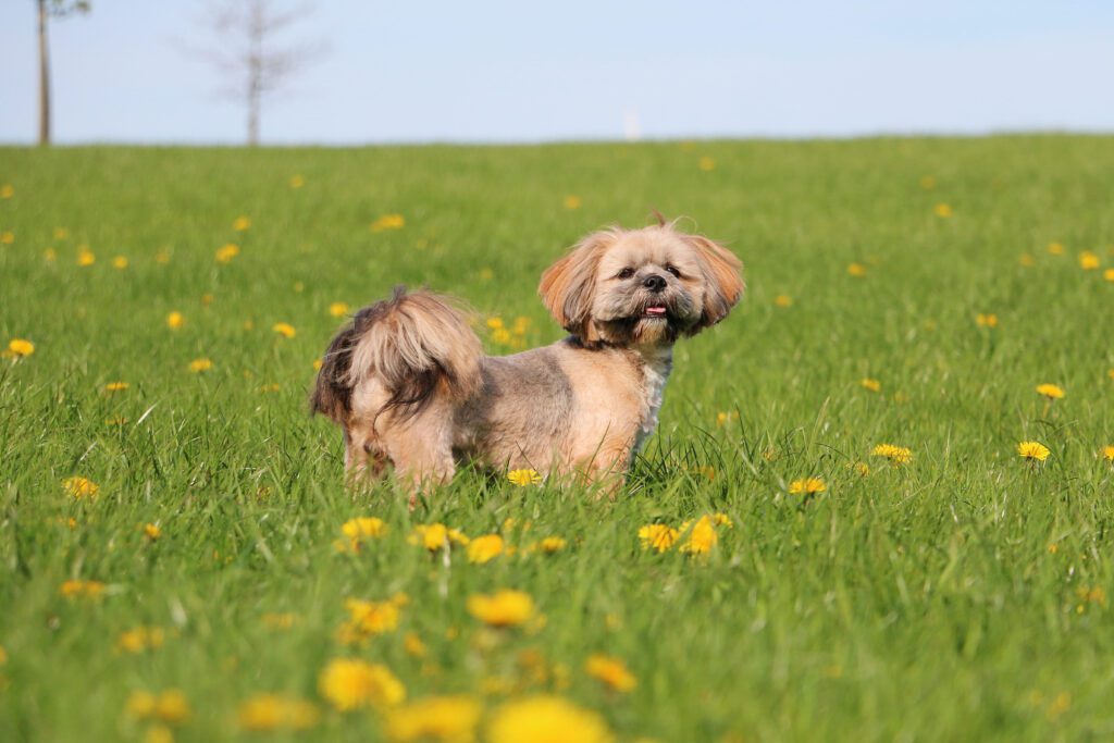 Lhassa Apso Lying In A Field Of Yellow Flowers