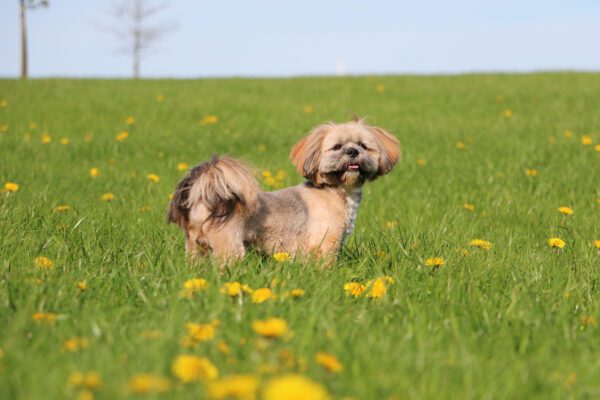 Lhassa Apso Lying In A Field Of Yellow Flowers