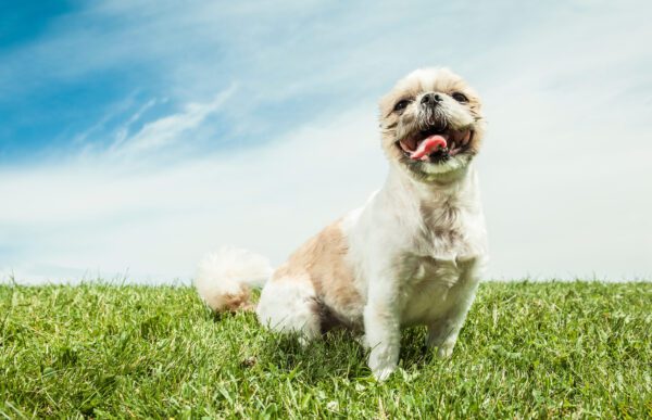 Lhassa Apso Sitting On Grass Under A Blue Sky
