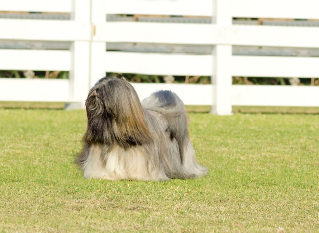 How to Adopt a Lhasa Apso