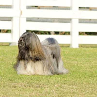 Lhasa Apso