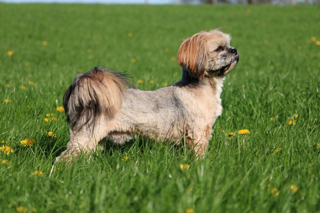 Lhassa Apso Standing On Green Grass