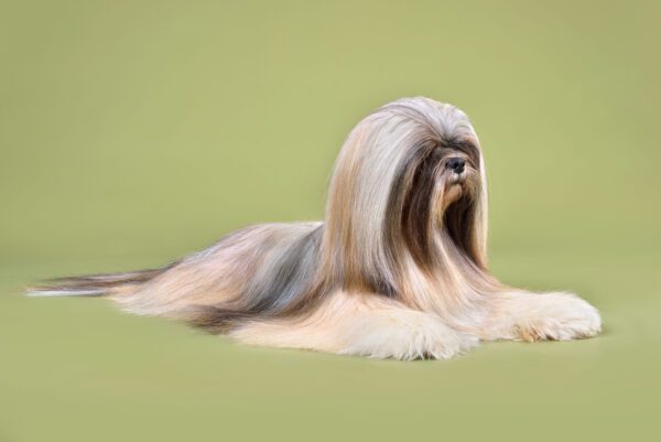 Lhassa Apso With Long Flowing Coat Lying On Grass