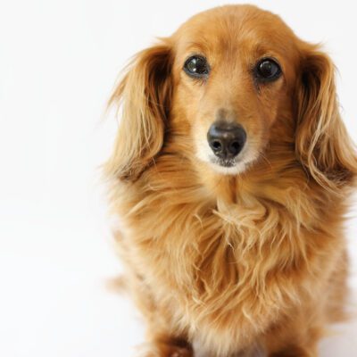 Long-Haired Dachshund