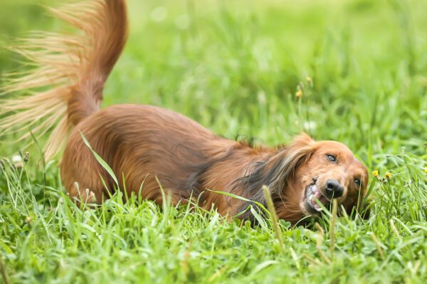Long Haired Dachshund Rolling On Green Grass