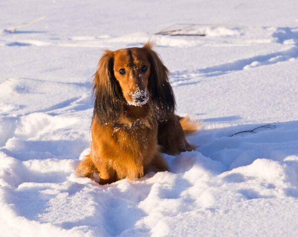 Long Haired Dachshund Sitting In The Snow