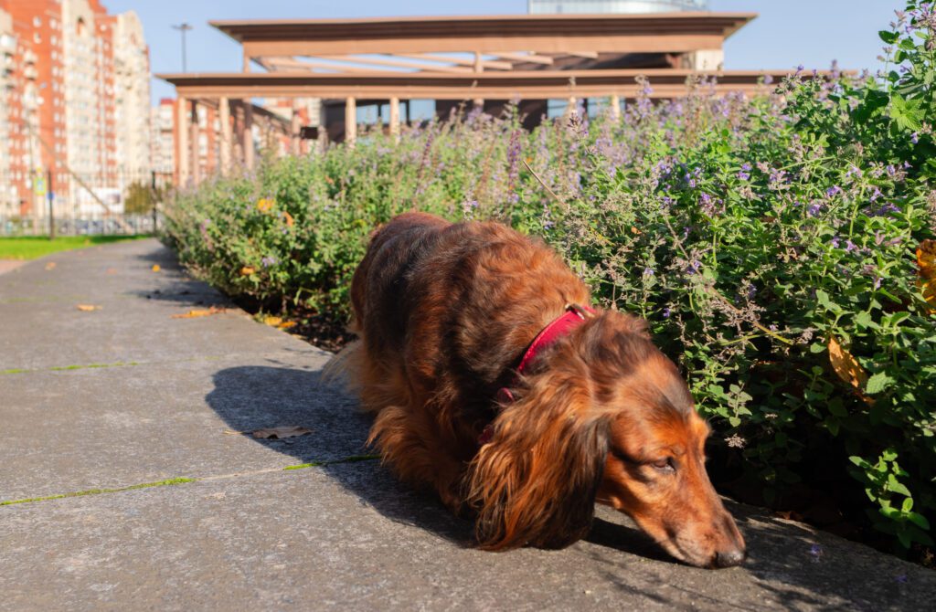 Long Haired Dachshund Sniffing Plants Along A Walkway