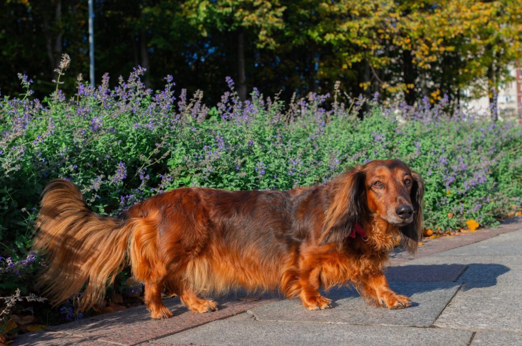 How To Adopt a Long-Haired Dachshund in Arizona