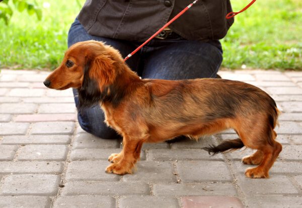 Long Haired Dachshund Standing On A Leash Beside A Person