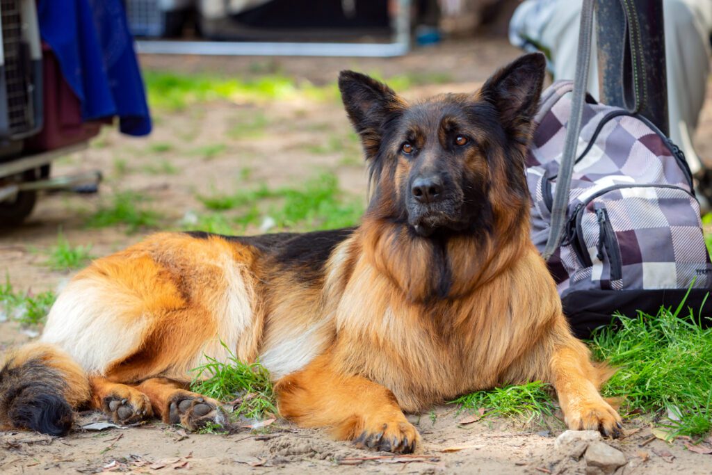 Long Haired German Shepherd Lying On Grass