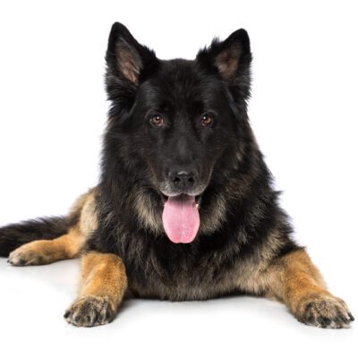 Long-Haired German Shepherd