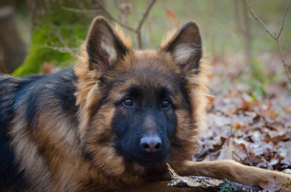 Long Haired German Shepherd Puppy Close Up Portrait Outdoors