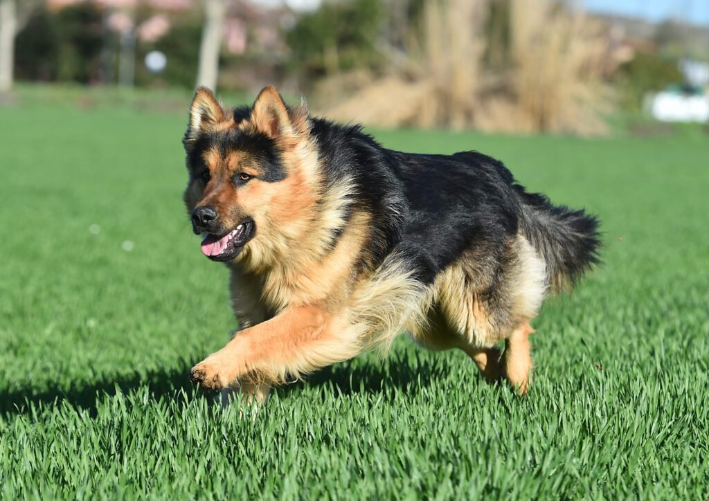 Long Haired German Shepherd Running Across A Grassy Field
